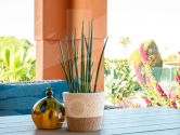 Venta · Finca Dolores