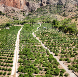 F -  - Orihuela - Orihuela