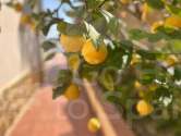 · V Algorfa · Lomas de Juliana
